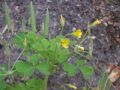 Oxalis stricta